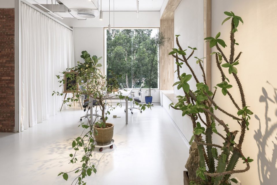 辦公室裝修綠植 辦公室裝修綠植